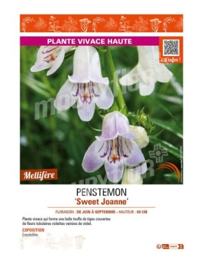 PENSTEMON (x mexicali) Sweet Joanne