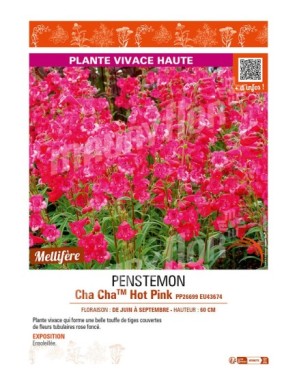 PENSTEMON Cha ChaTM Hot Pink