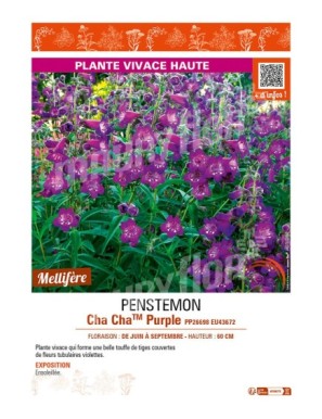 PENSTEMON Cha ChaTM Purple