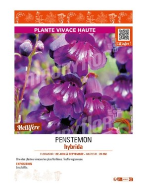 PENSTEMON hybrida (violet)