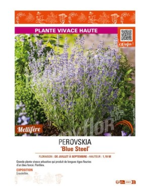 PEROVSKIA (atriciplifolia) Blue Steel