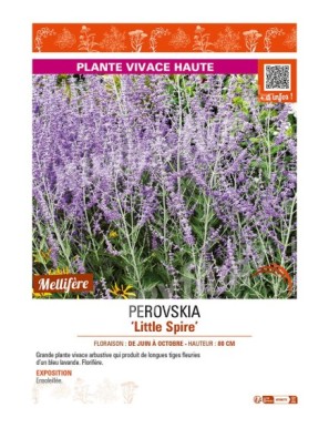 PEROVSKIA (atriciplifolia) Little Spire