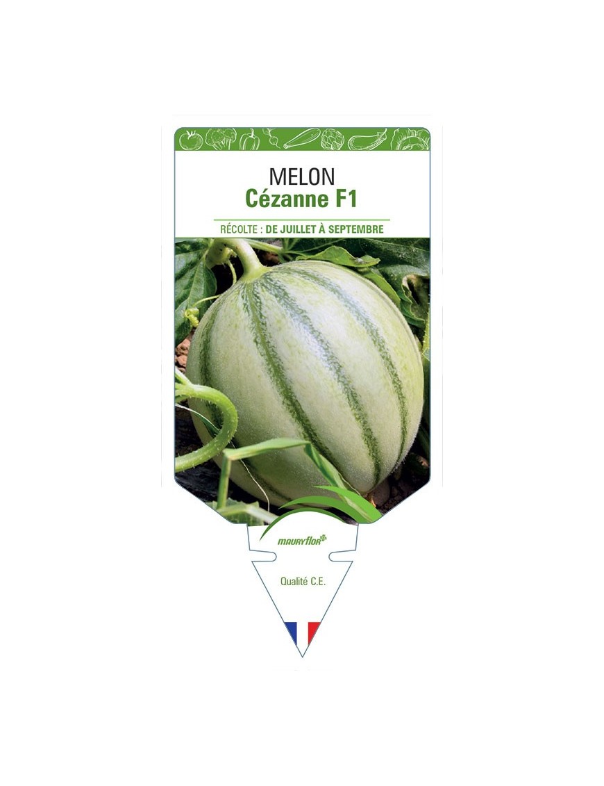 MELON CÉZANNE F1