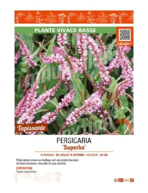 PERSICARIA (affinis) Superba