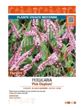 PERSICARIA (amplexicaulis) Pink Elephant