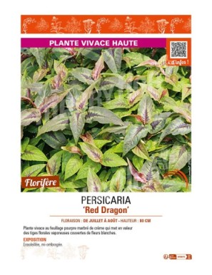 PERSICARIA (microcephala) Red Dragon