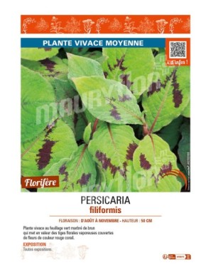 PERSICARIA filiformis