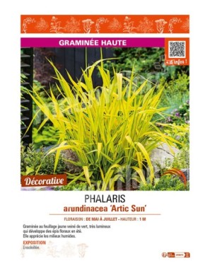 PHALARIS arundinacea Artic Sun