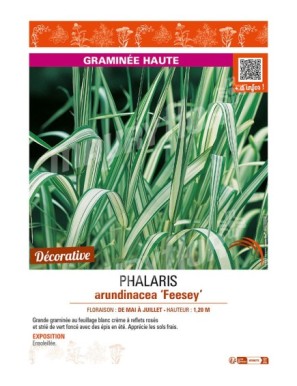 PHALARIS arundinacea Feesey