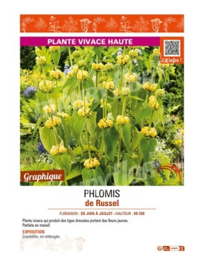 PHLOMIS (russeliana) de Russel