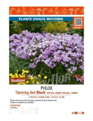PHLOX (hybrida) Opening Act Blush