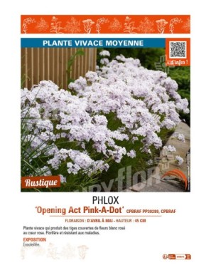 PHLOX (hybrida) Opening Act Pink-A-Dot