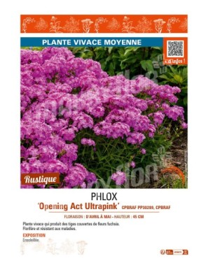 PHLOX (hybrida) Opening Act Ultrapink