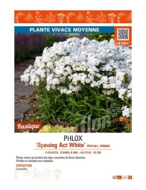 PHLOX (hyrbida) Opening Act White