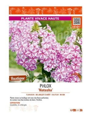 PHLOX (maculata) Natasha