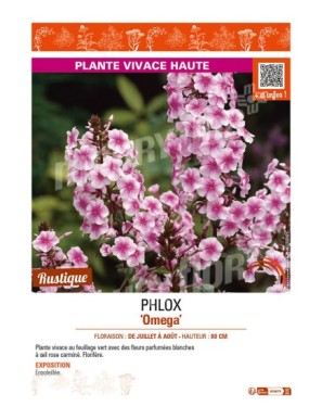 PHLOX (maculata) Omega
