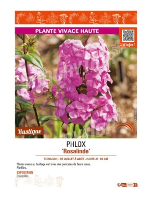 PHLOX (maculata) Rosalinde