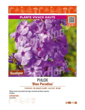 PHLOX (paniculata) Blue Paradise
