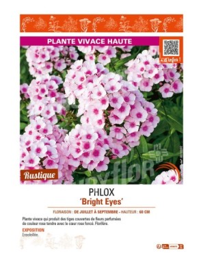 PHLOX (paniculata) Bright Eyes