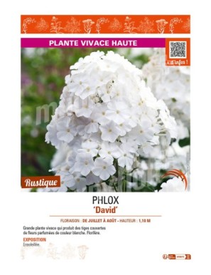 PHLOX (paniculata) David