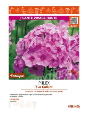 PHLOX (paniculata) Eva Cullum