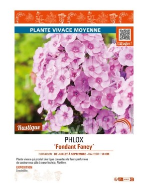 PHLOX (paniculata) Fondant Fancy