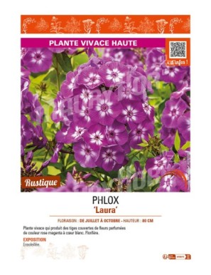 PHLOX (paniculata) Laura