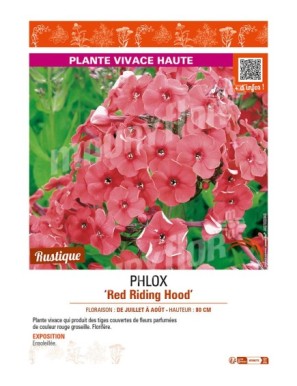 PHLOX (paniculata) Red Riding Hood