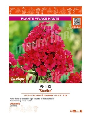 PHLOX (paniculata) Starfire