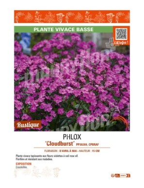 PHLOX (subulata) Cloudburst