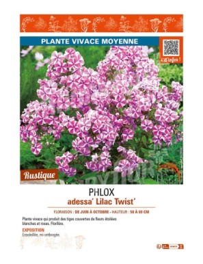PHLOX adessa Lilac Twist