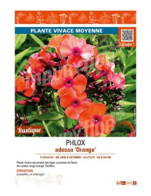 PHLOX adessa Orange