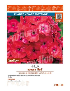 PHLOX adessa Red