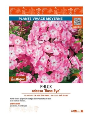 PHLOX adessa Rose Eye