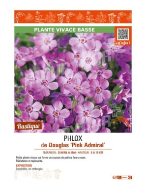 PHLOX douglasii Pink Admiral