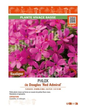 PHLOX douglasii Red Admiral