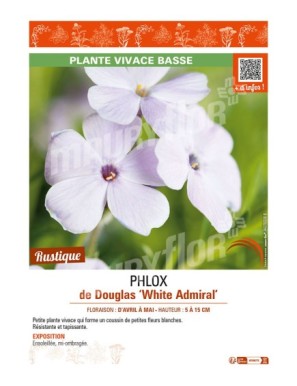 PHLOX douglasii White Admiral