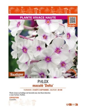 PHLOX maculé Delta