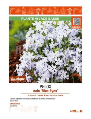 PHLOX nain Blue Eyes