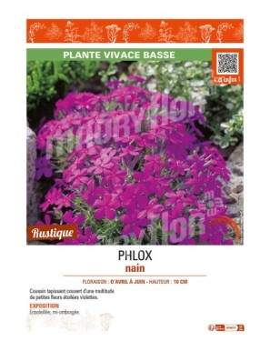 PHLOX nain (violet)