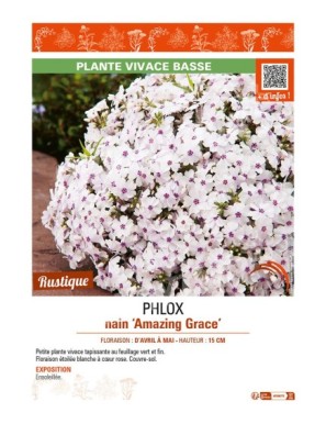 PHLOX nain Amazing Grace