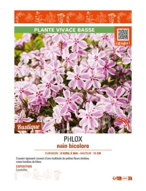 PHLOX nain bicolore
