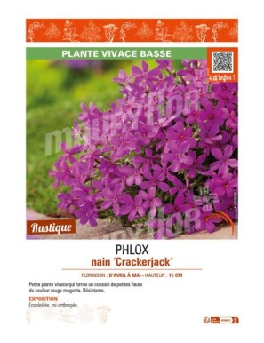 PHLOX nain Crackerjack
