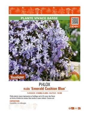 PHLOX nain Emerald Cushion Blue