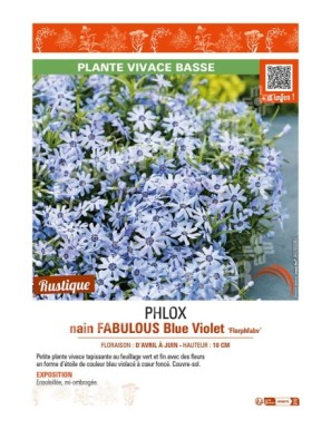 PHLOX nain FABULOUS Blue Violet Florphfabv