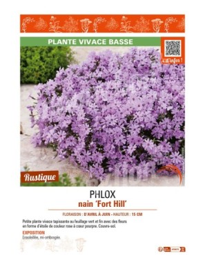 PHLOX nain Fort Hill