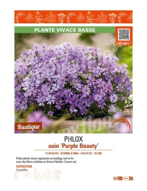 PHLOX nain Purple Beauty