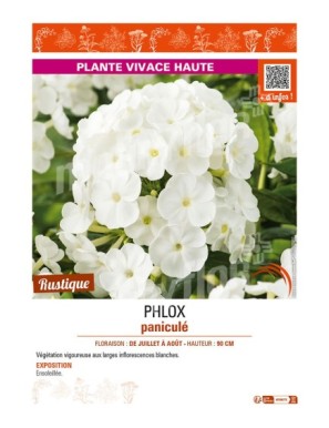 PHLOX paniculé (blanc)