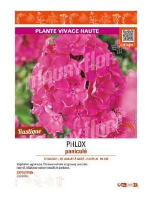 PHLOX paniculé (rose vif)