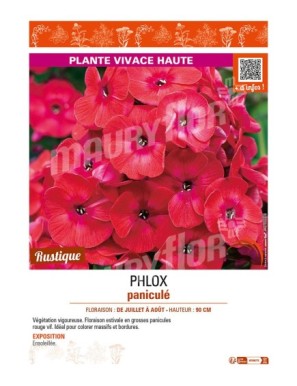 PHLOX paniculé (rouge vif)